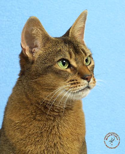 Abyssinian Cat 9Y009D-032.JPG